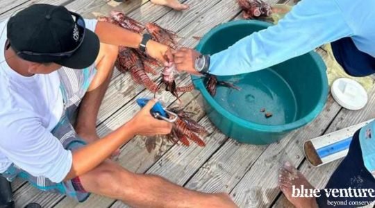 Building capacity for effective lionfish management in South Water Caye Marine Reserve