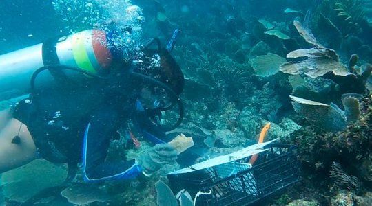 An Emergency Fund is activated in Mexico to address damaged corals due to storms and hurricanes