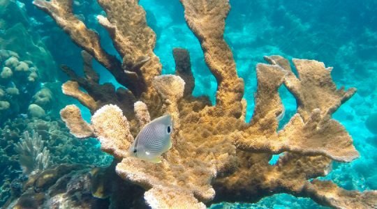 Protecting the unique biodiversity of the Mesoamerican Reef