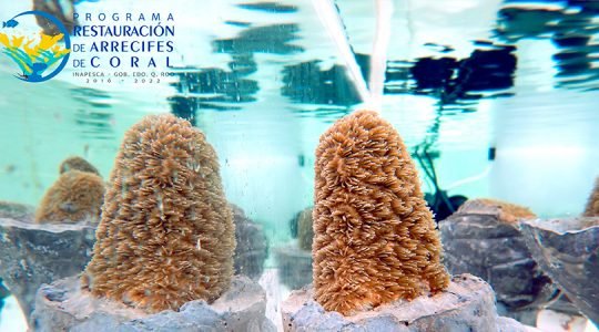 México ya cuenta con dos bancos genéticos para salvaguardar especies emblemáticas de coral