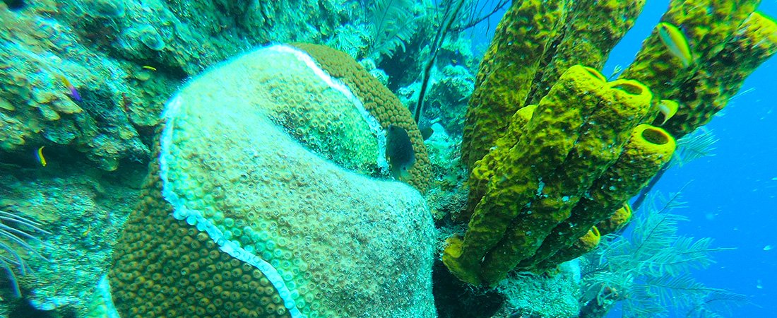 Geographic Zone Report  Reef Environmental Education Foundation