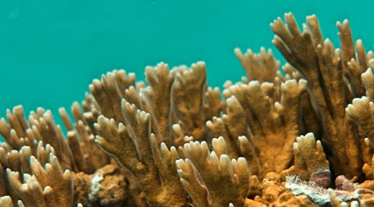 COP16: A Key Moment for Coral Reef Conservation