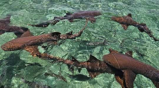 Making Waves: How SACD’s “River-to-Reef” Expeditions Are Transforming Conservation and Community in Northern Belize!