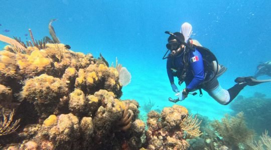 When the Reef Calls: Underwater Guardians