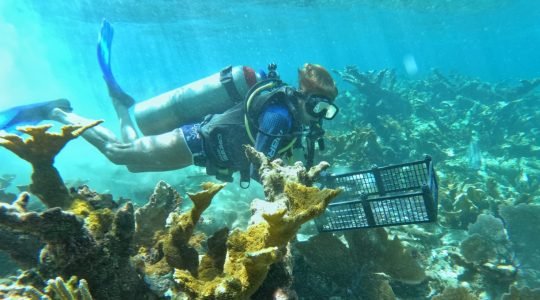 The Mesoamerican Reef Insurance Programme enters its sixth placement and expands to cover two new sites in Mexico