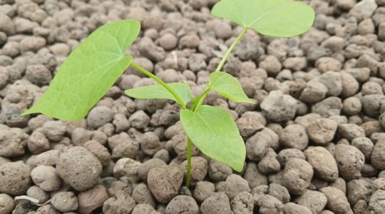 Pilot aquaponics system advances as an alternative for environmental education and livelihoods in Tela Bay