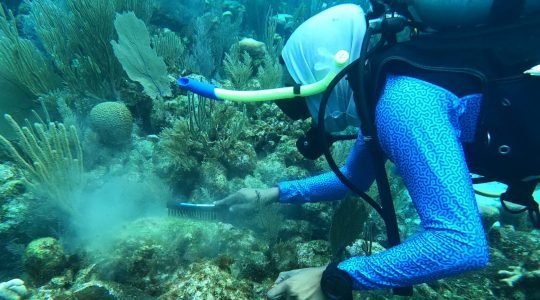 Enhancing Post-Storm Reef Response: Site Visit and Response Practice at Hol Chan Marine Reserve in Belize
