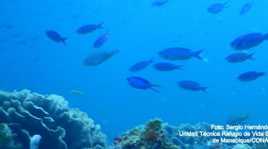 La conectividad ecológica es clave en el ciclo de vida de las especies que habitan el Arrecife Mesoamericano