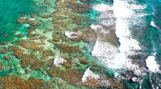 La práctica del turismo sustentable prospera en el Arrecife Mesoamericano