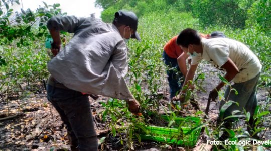 Comunidades del caribe de Guatemala participan en la conservación y restauración de manglares