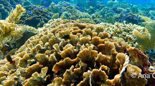 Niveles bajos en la salud del Arrecife Mesoamericano
