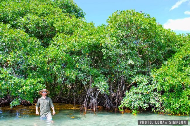 Loraé-Simpson---foto---manglares