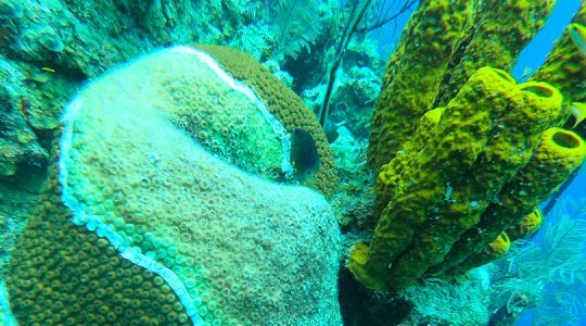 Addressing Stony Coral Tissue Loss Disease in Lighthouse Reef Atoll