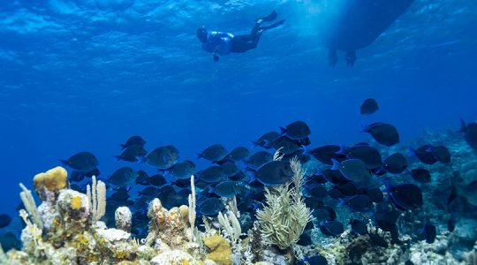 Boletín de Prensa: Taller Regional Virtual para el Intercambio de Experiencias en Capacidad de Respuesta Post Tormenta para Mitigar el Impacto de Huracanes en Arrecifes de Coral