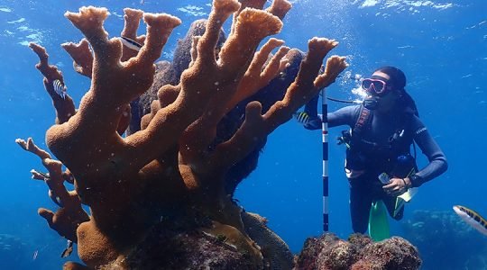 Restauración de arrecifes de Cozumel para contar con más corales vivos.