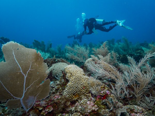 RVSM Bahía de Tela