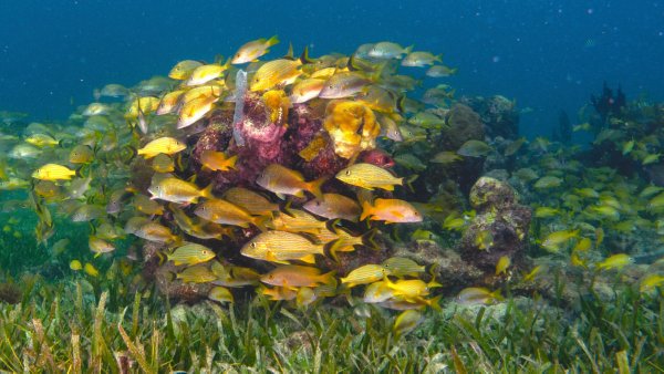 Turneffe Atoll Marine Reserve