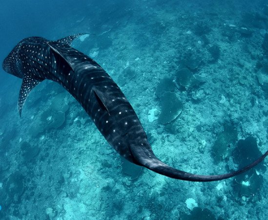 Whale Shark