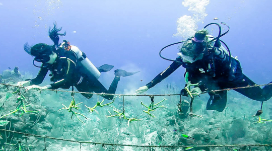 Restauración Coralina en Akumal: Un enfoque comunitario hacia la sostenibilidad de los servicios ecosistémicos de los arrecifes