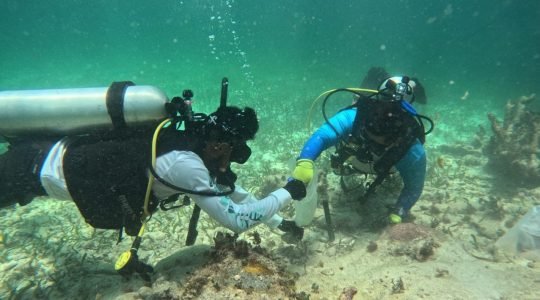 Juntos y más fuertes: La capacitación en respuesta a los arrecifes crea capacidad regional en Belice