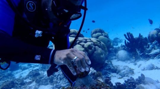 Financiamiento innovador para la protección, reparación y restauración de los arrecifes de coral en San Andrés, Providencia y Santa Catalina, Colombia