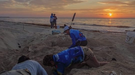 Intercambio de experiencias binacional fortalece la vigilancia y la cooperación entre áreas marino-costeras de México y Belice